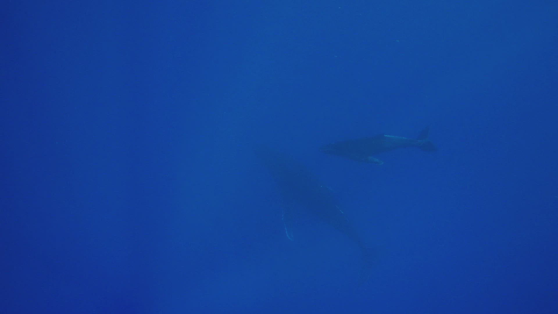 452798464 / Humpback Whale / Pacific Ocean