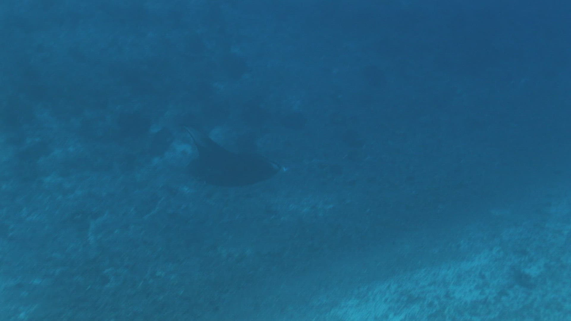 131103081 / Manta Ray / South Pacific