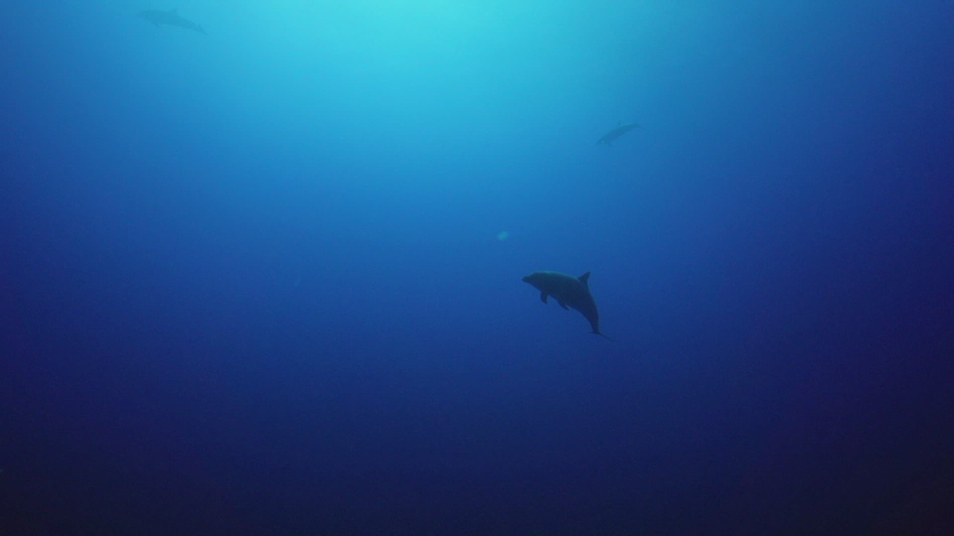 742968678 / Bottlenose Dolphin / Pacific Ocean