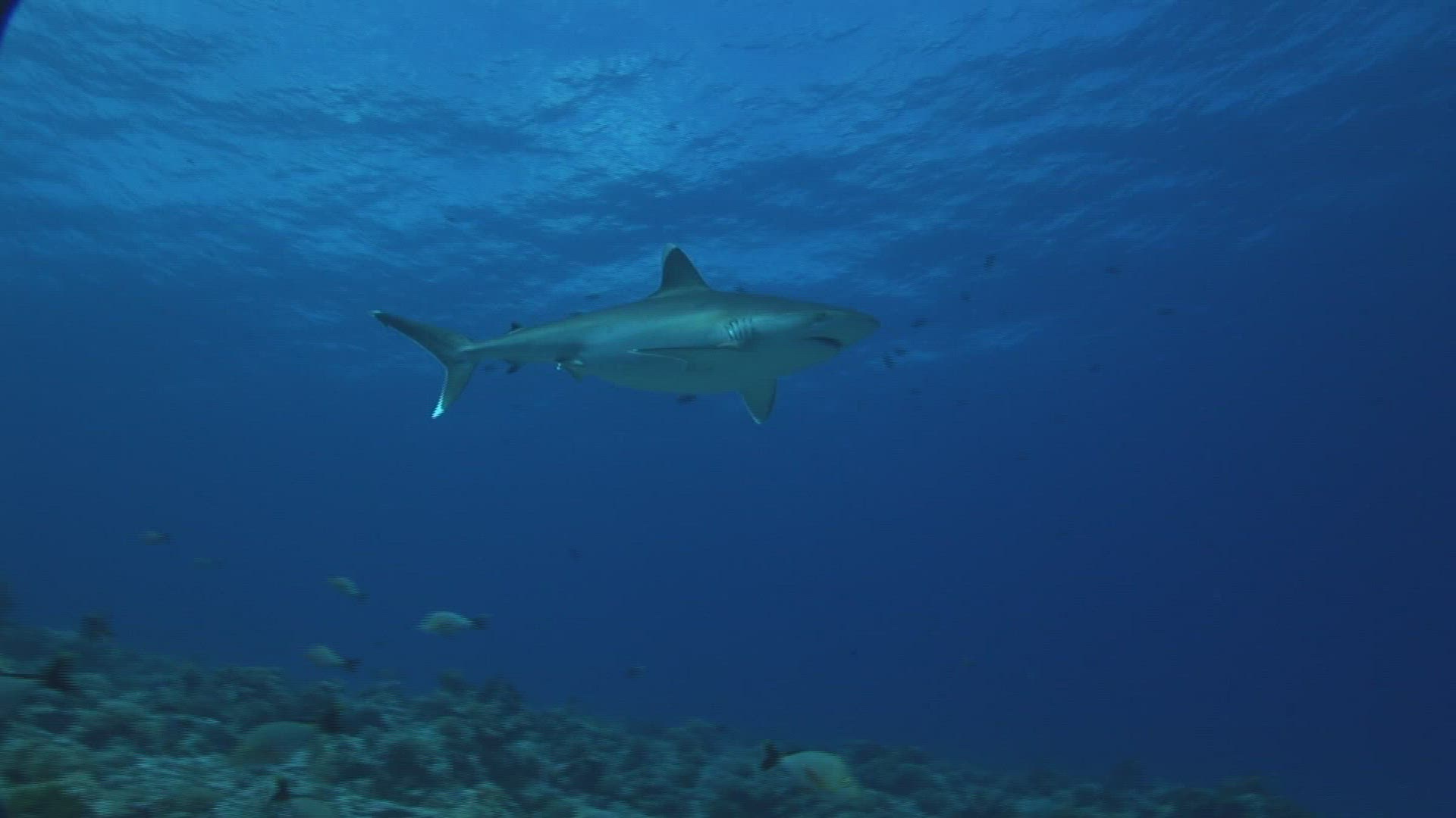 483525704 / Silvertip Shark / South Pacific
