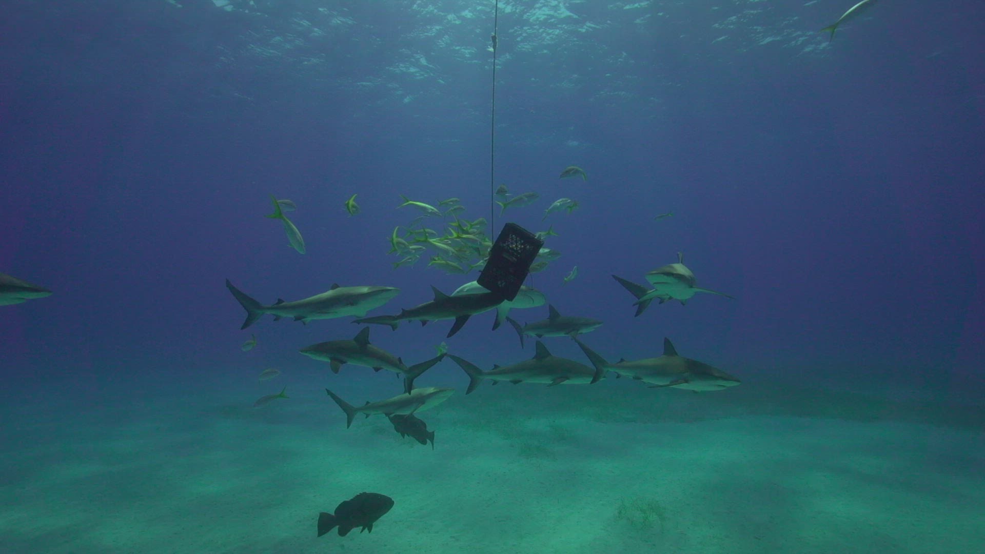 860597610 / Reef Shark / Swimming