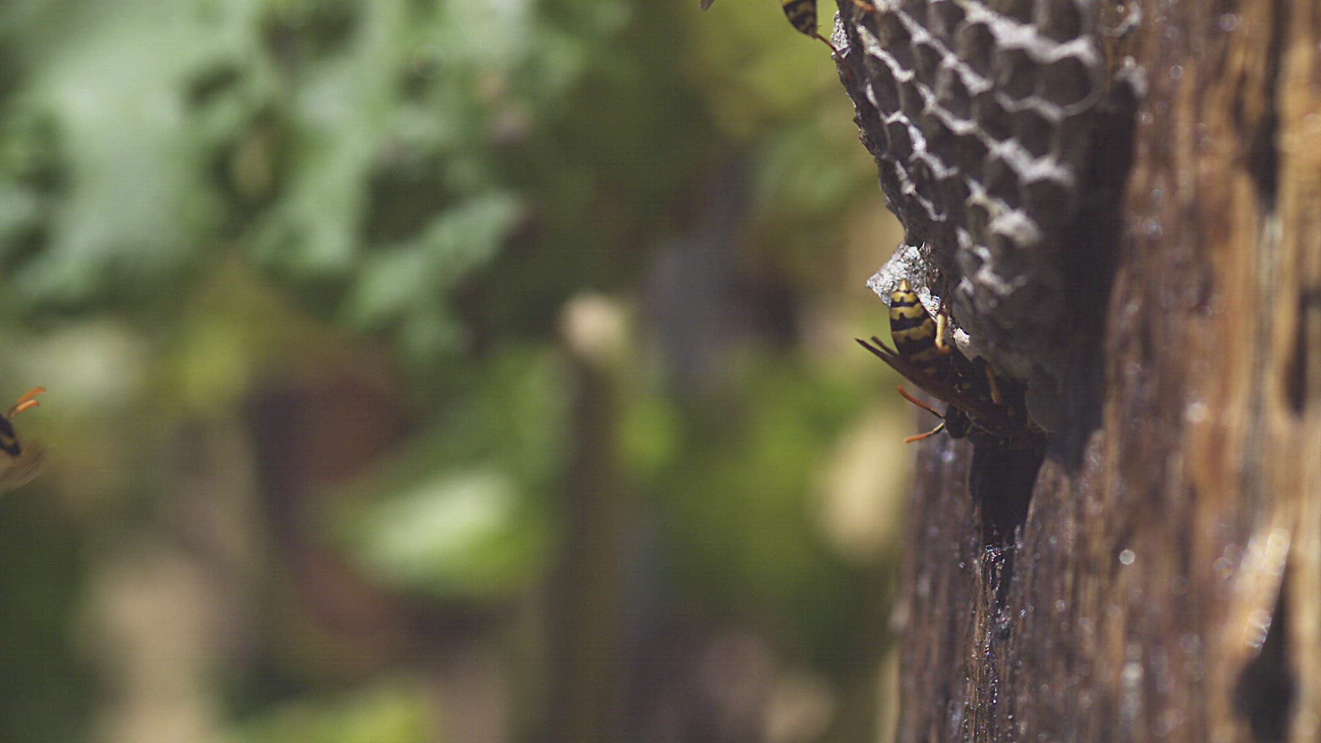 266633205 / Wasp / Stem / France