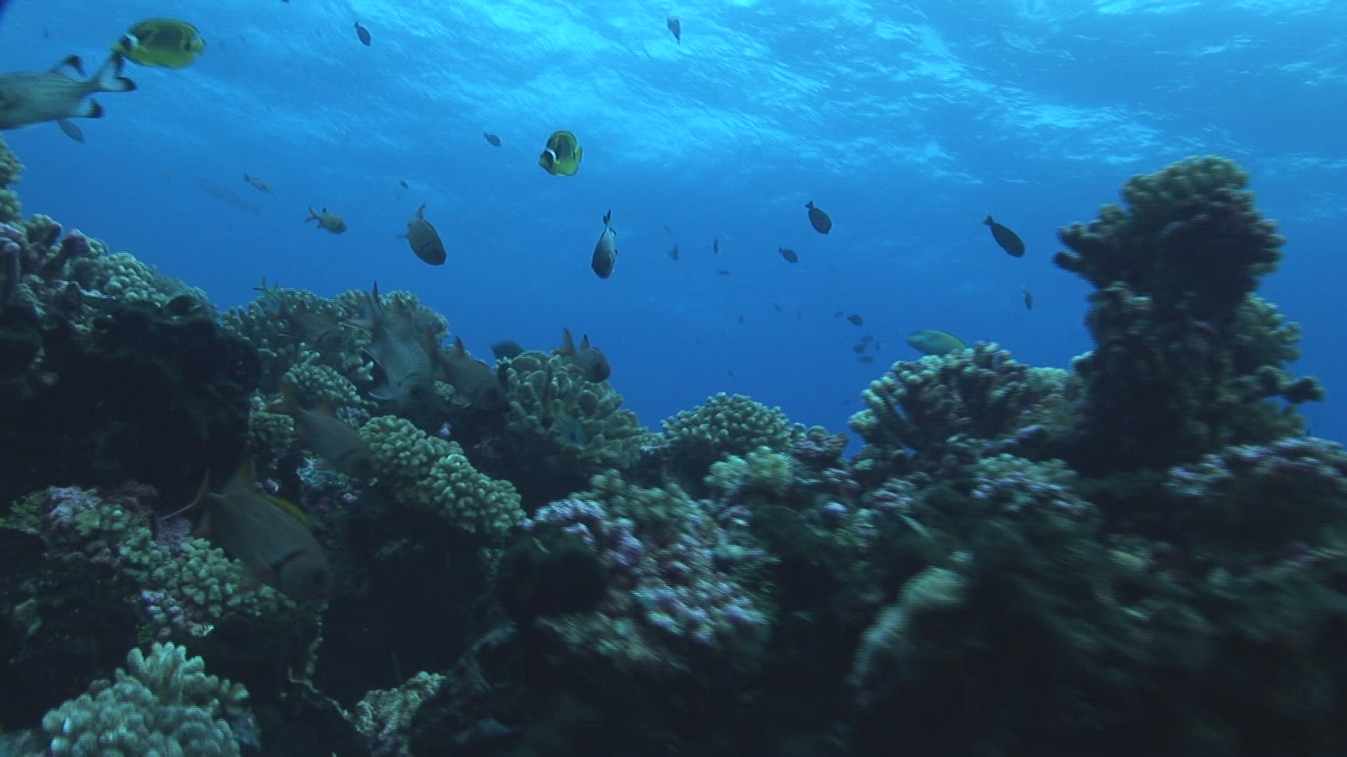 470697817 / Sea Turtle / Water Surface / South Pacific