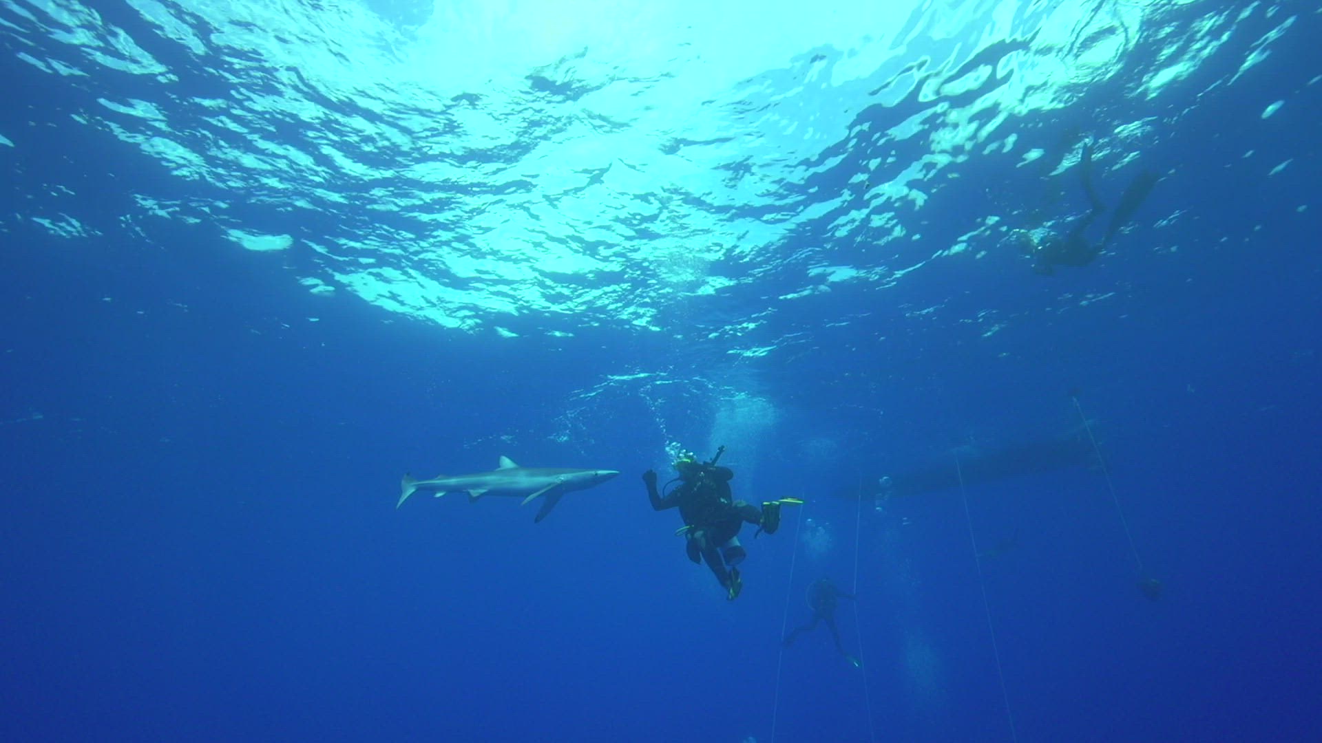 612967397 / Blue Shark / Diver / Underwater Shot