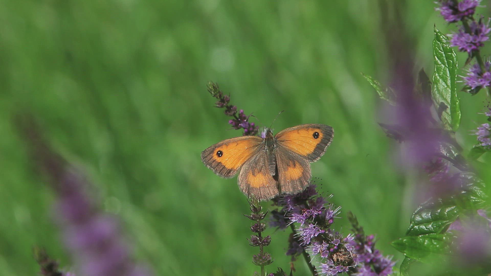 566623332 / Gatekeeper Butterfly / Collecting Pollen