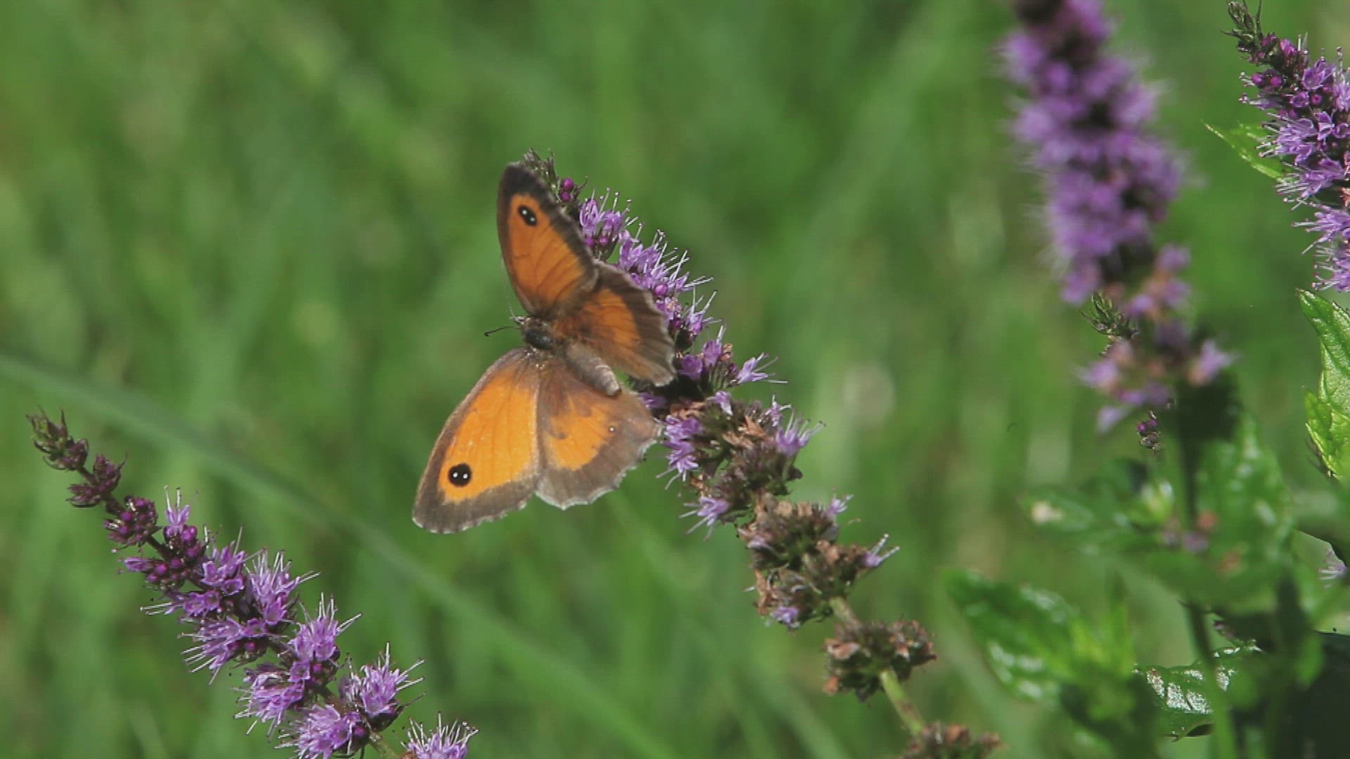950720859 / Gatekeeper Butterfly / Collecting Pollen
