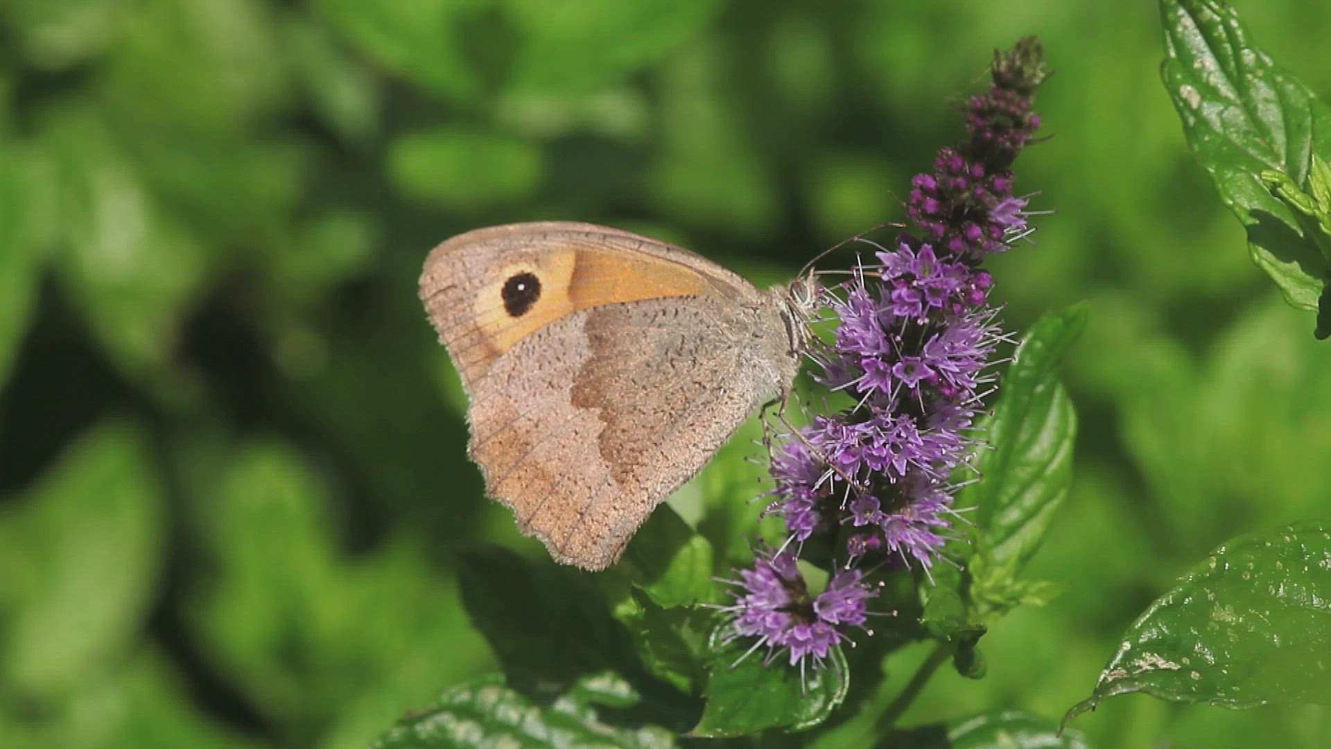 308982436 / Gatekeeper Butterfly / Collecting Pollen