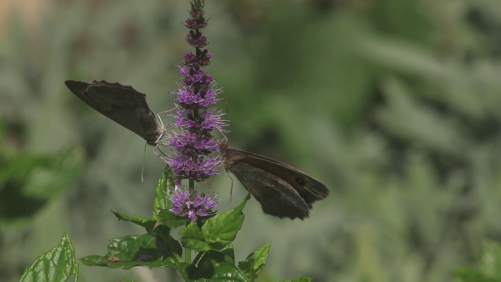 300491855 / Gatekeeper Butterfly / Collecting Pollen