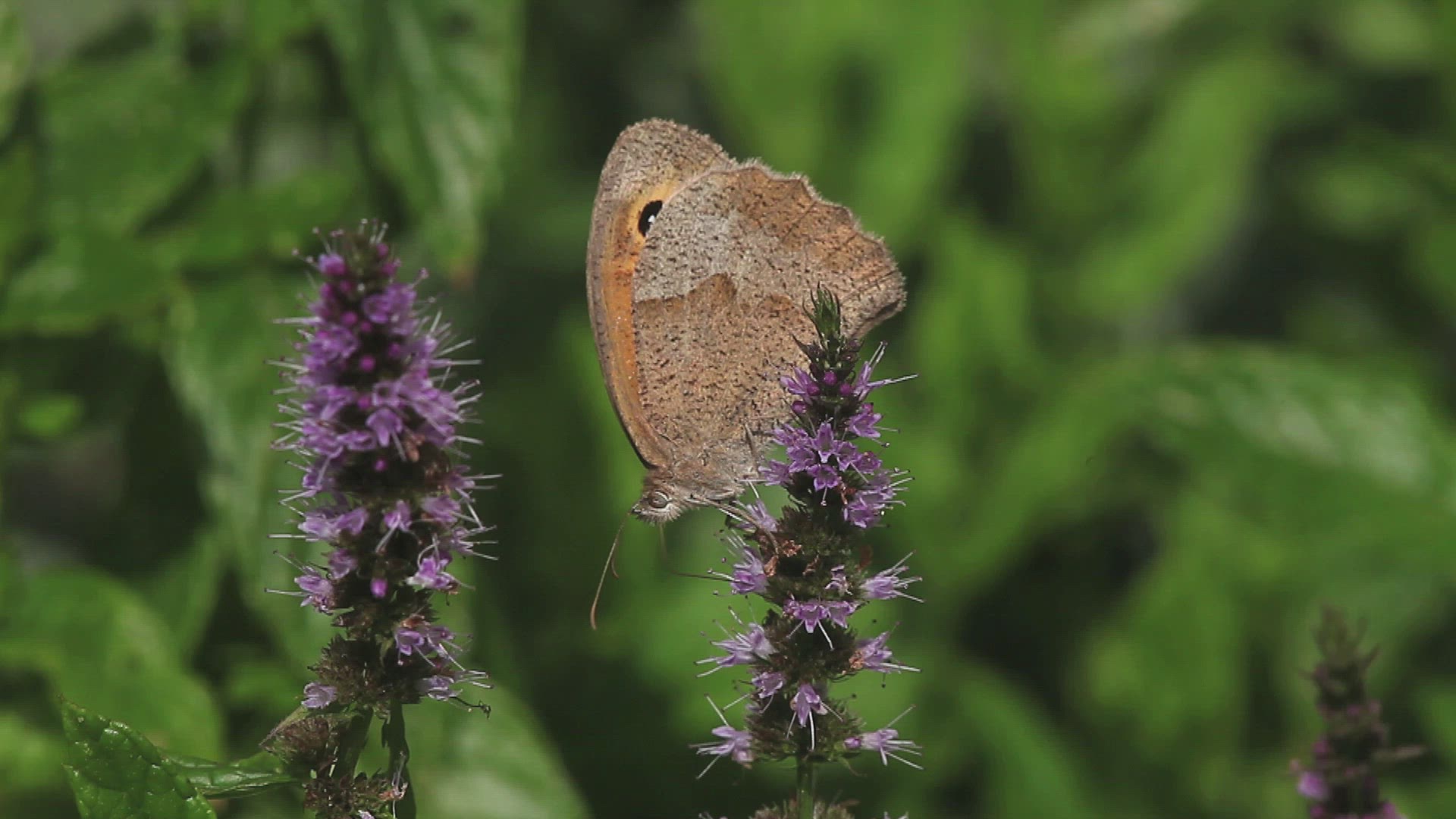 482184249 / Gatekeeper Butterfly / Collecting Pollen