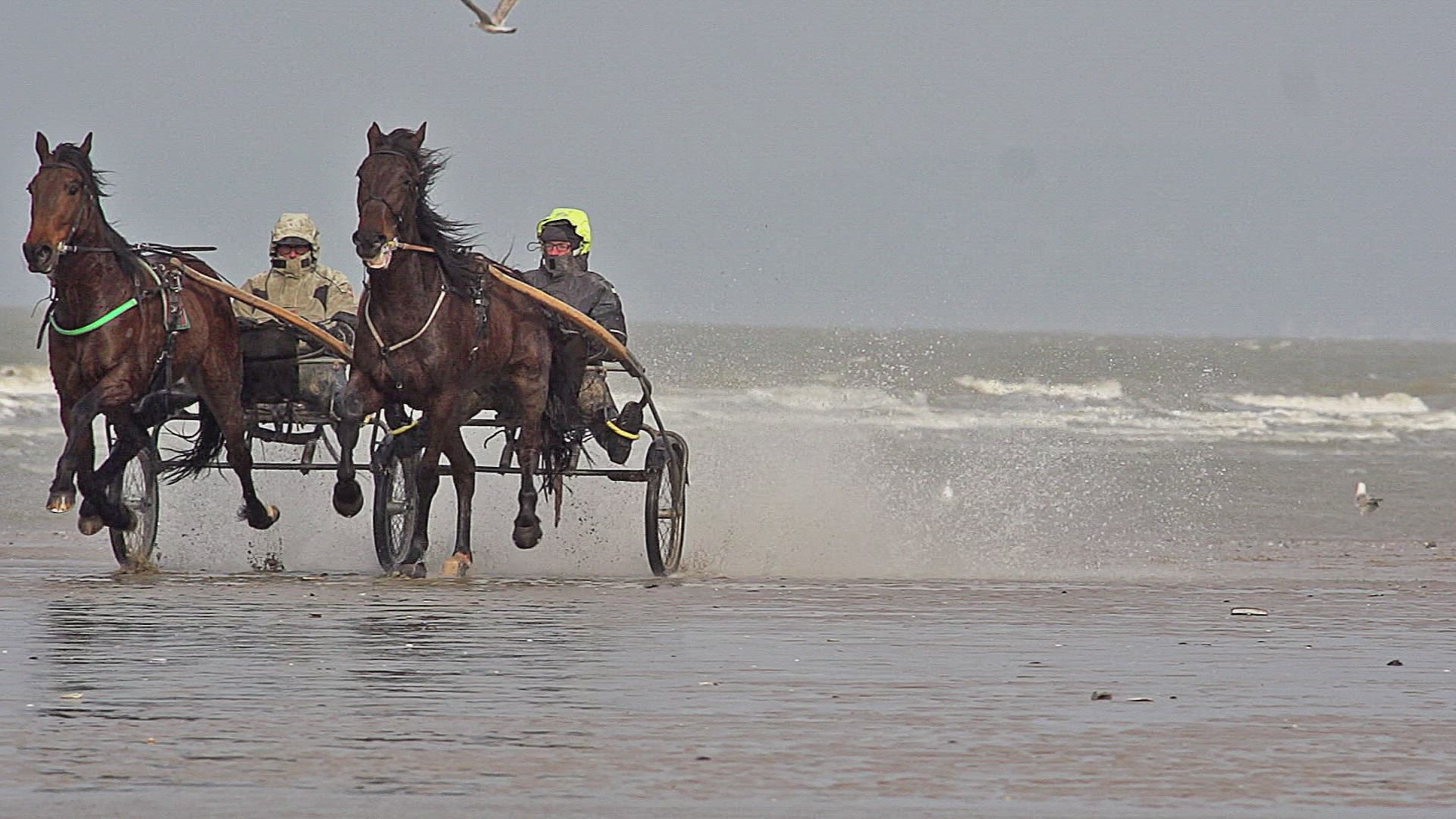 331779561 / Horse Racing / Beach / Cabourg / France