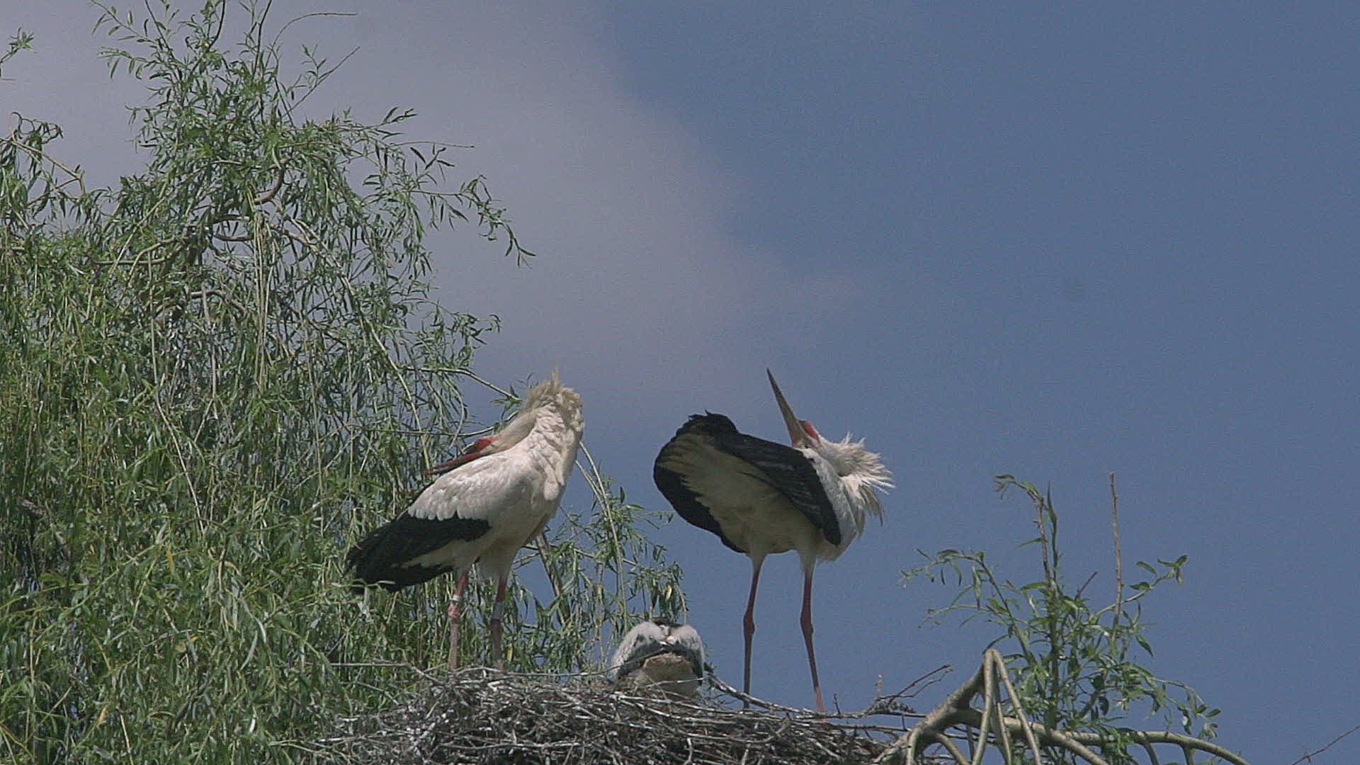 571549730 / White Stork / Eyrie