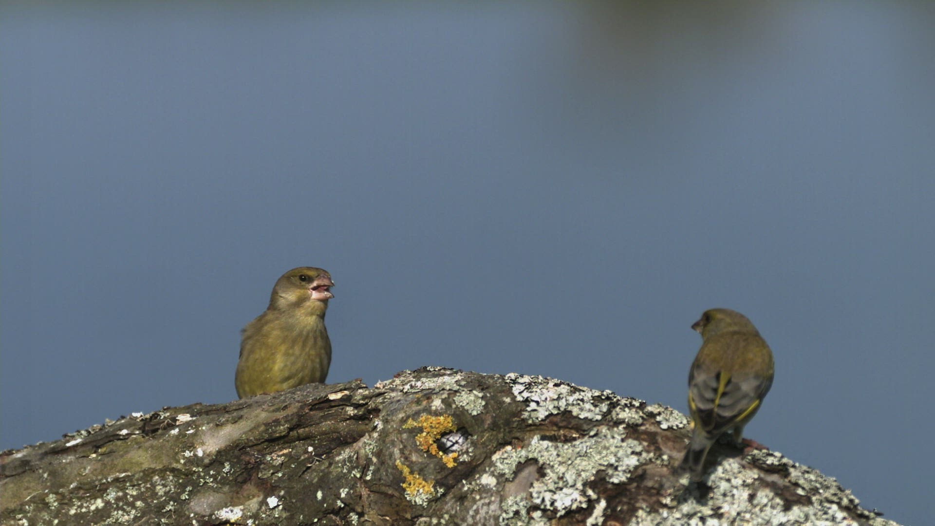 847232522 / Green Finch / France