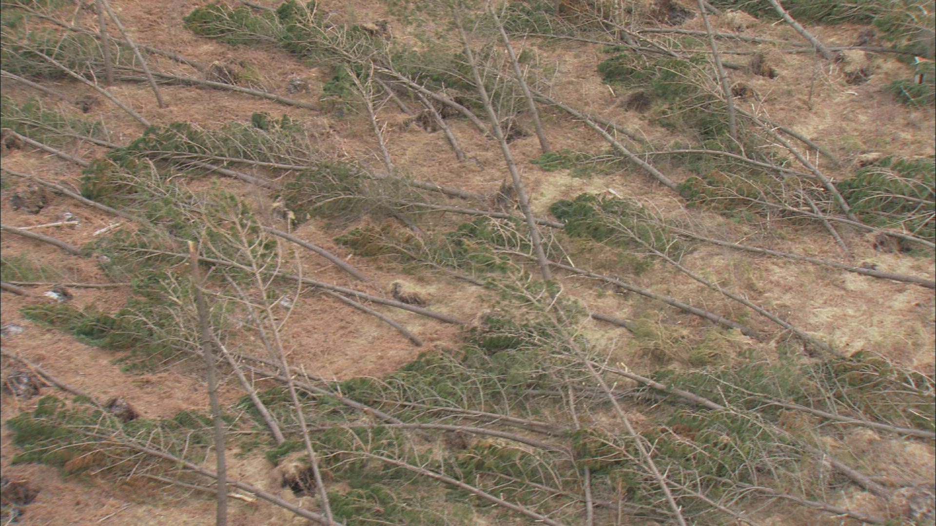 980830412 / Forest / Ecological Disaster / France