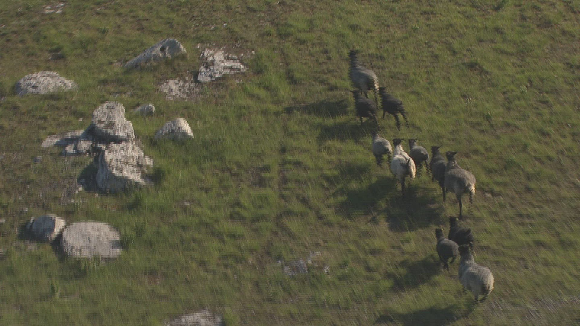 826946278 / Sheep / Gotland / Sweden / Aerial