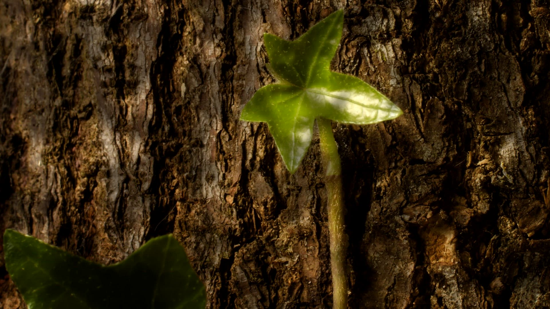 726477180 / Ivy / Tree / Growth / Timelapse