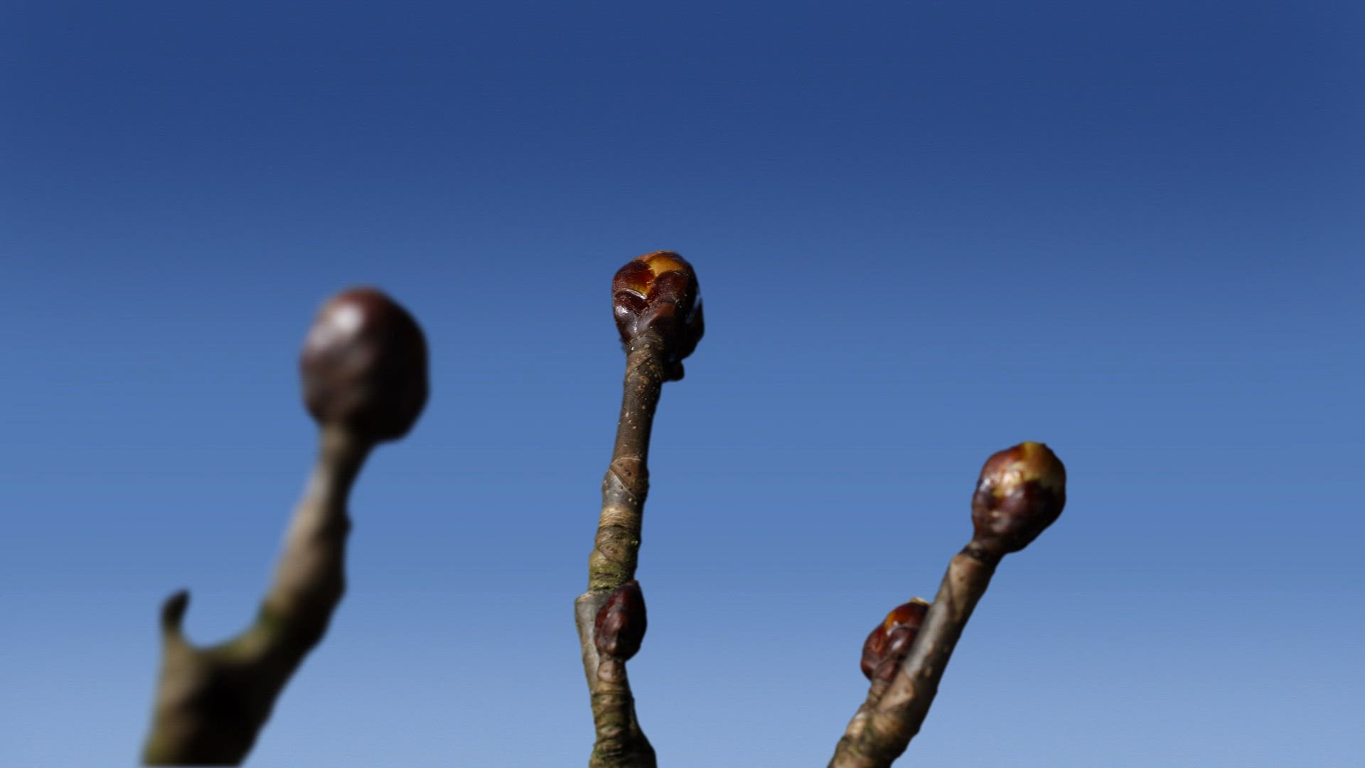 502867903 / Chestnut / Branch / Growth / Timelapse