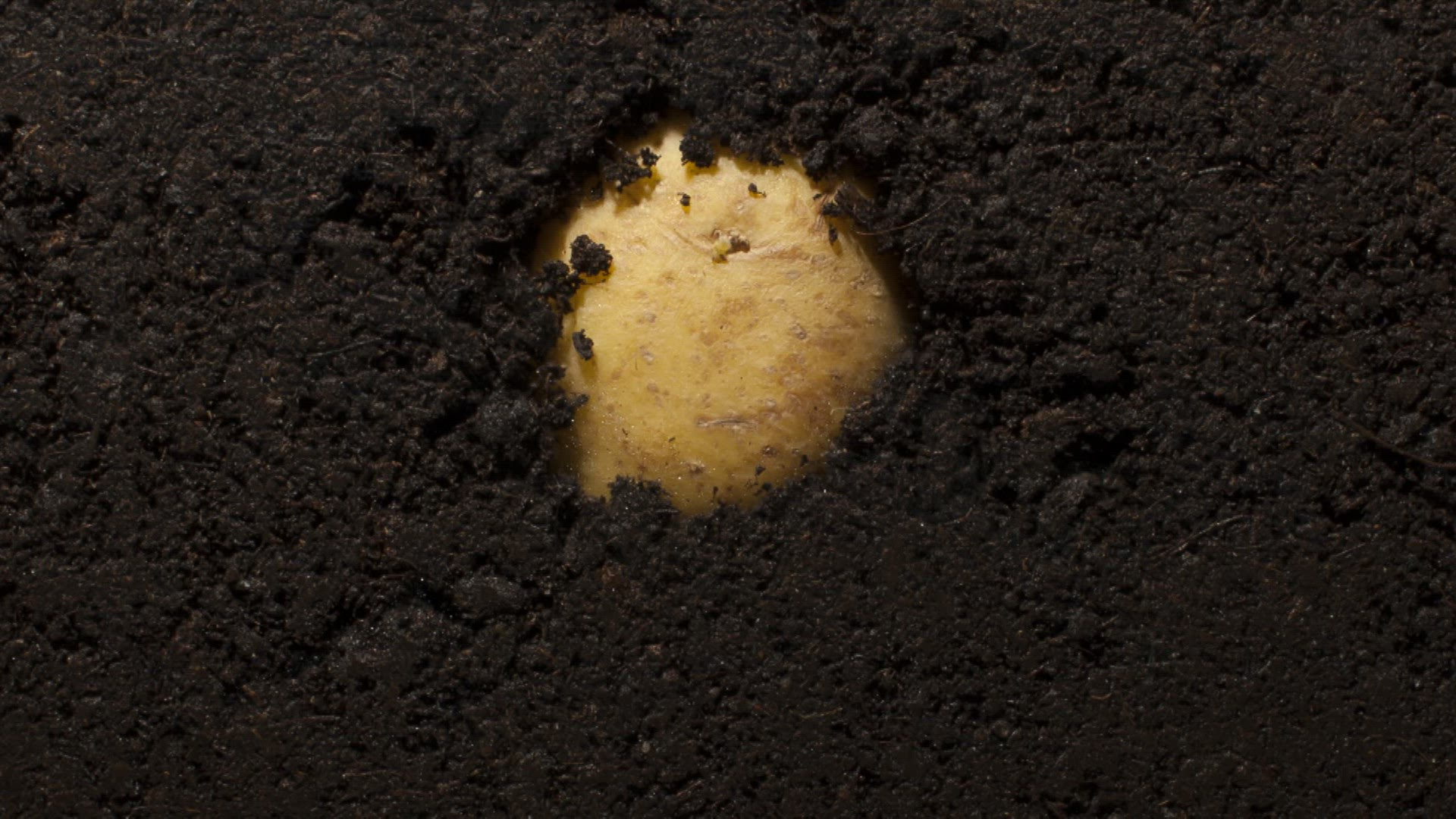895367753 / Potato / Root / Timelapse