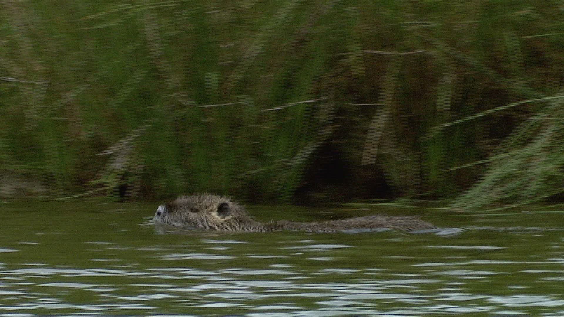 432660878 / Coypu / Body of Water