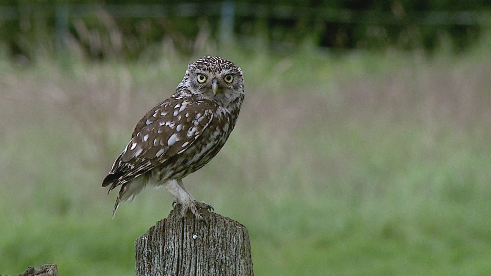595469150 / Little Owl / Calling