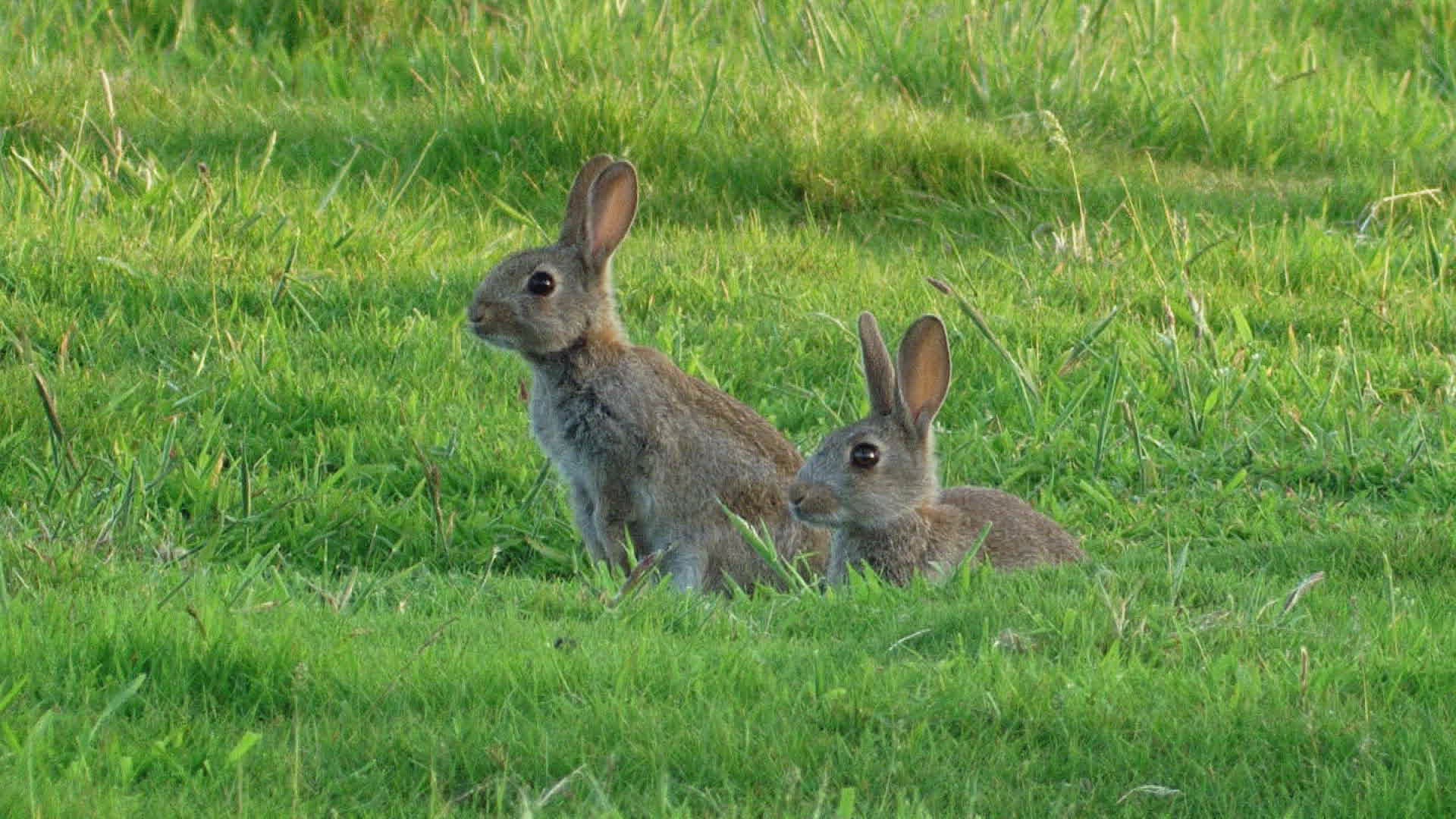 815001006 / Rabbit / Meadow