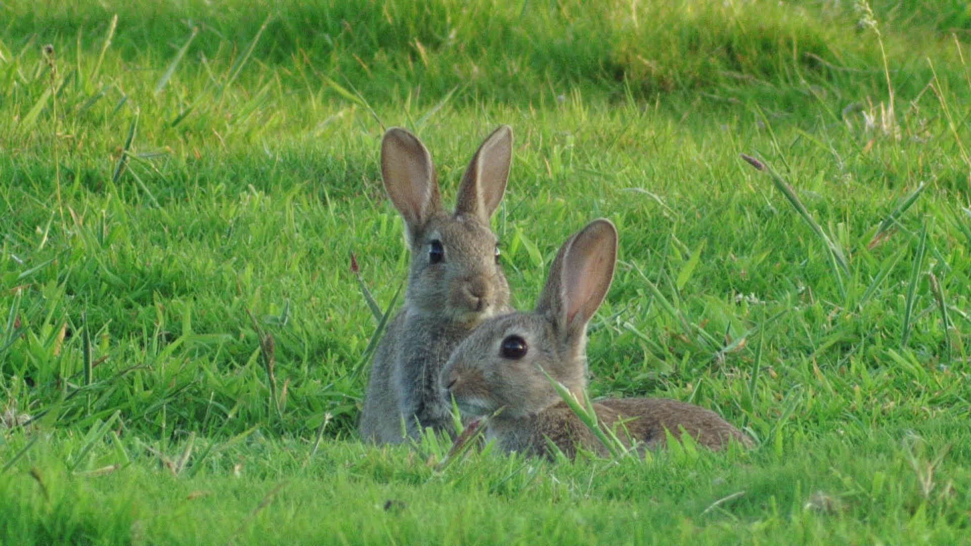862173794 / Rabbit / Meadow