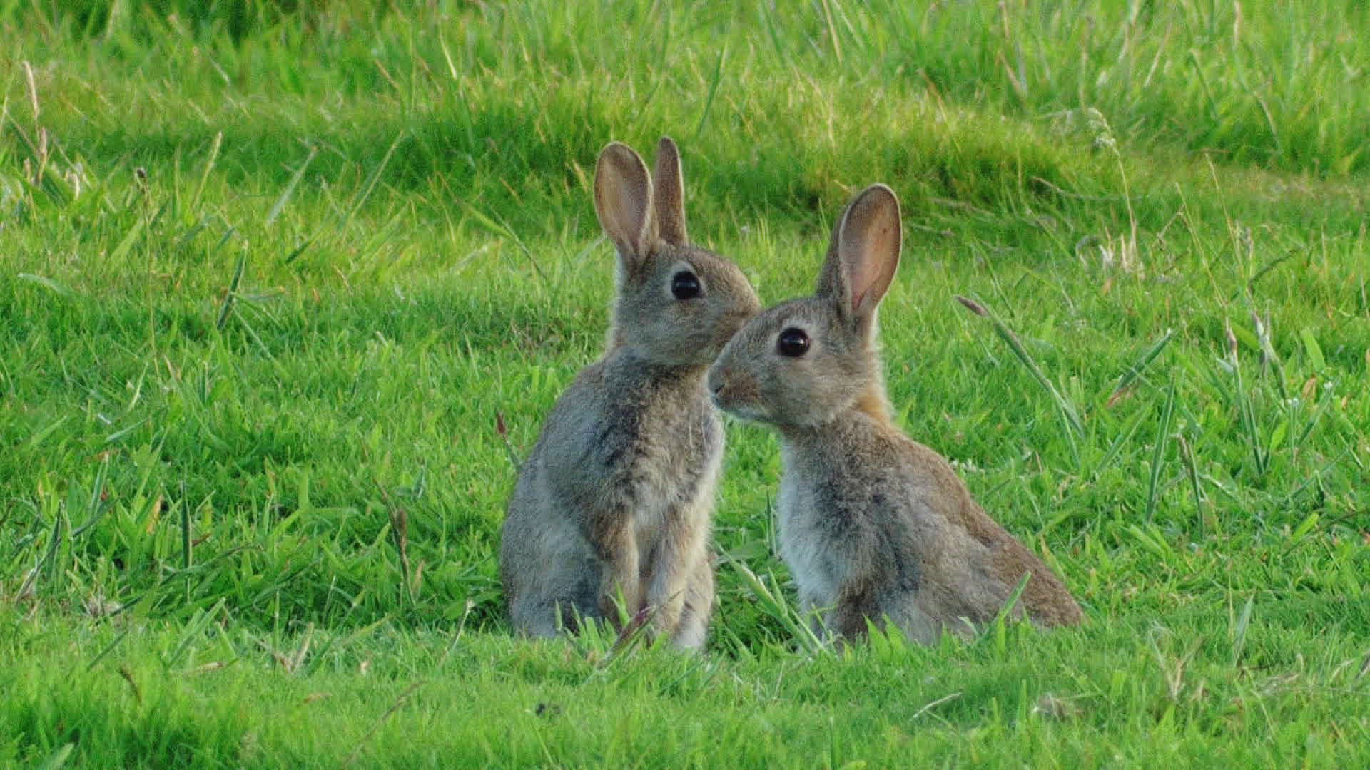 715942474 / Rabbit / Meadow