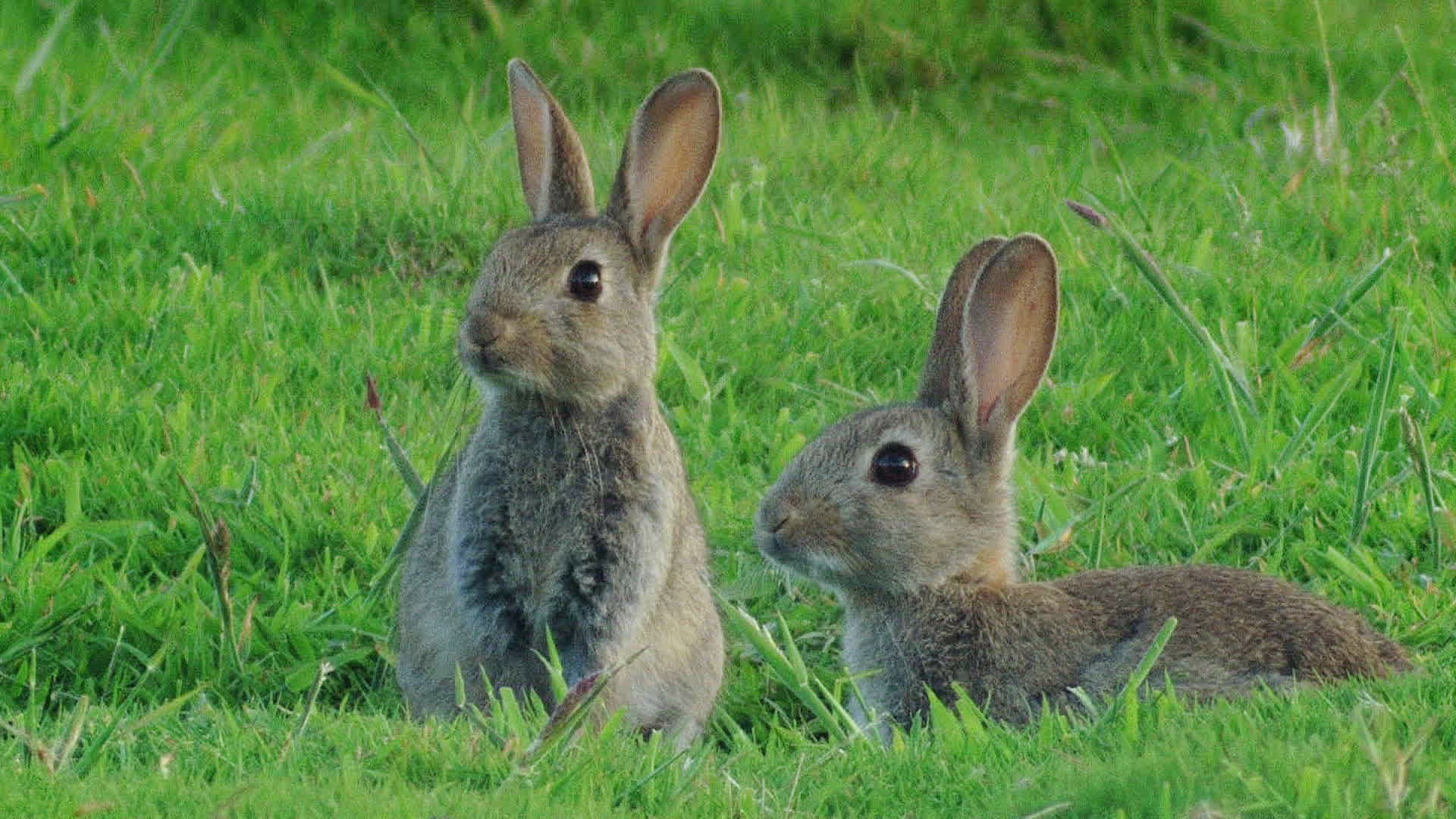 759302403 / Rabbit / Meadow
