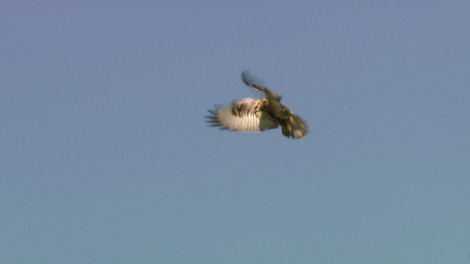 952607226 / Rough-legged Buzzard / Flying / Blue Sky