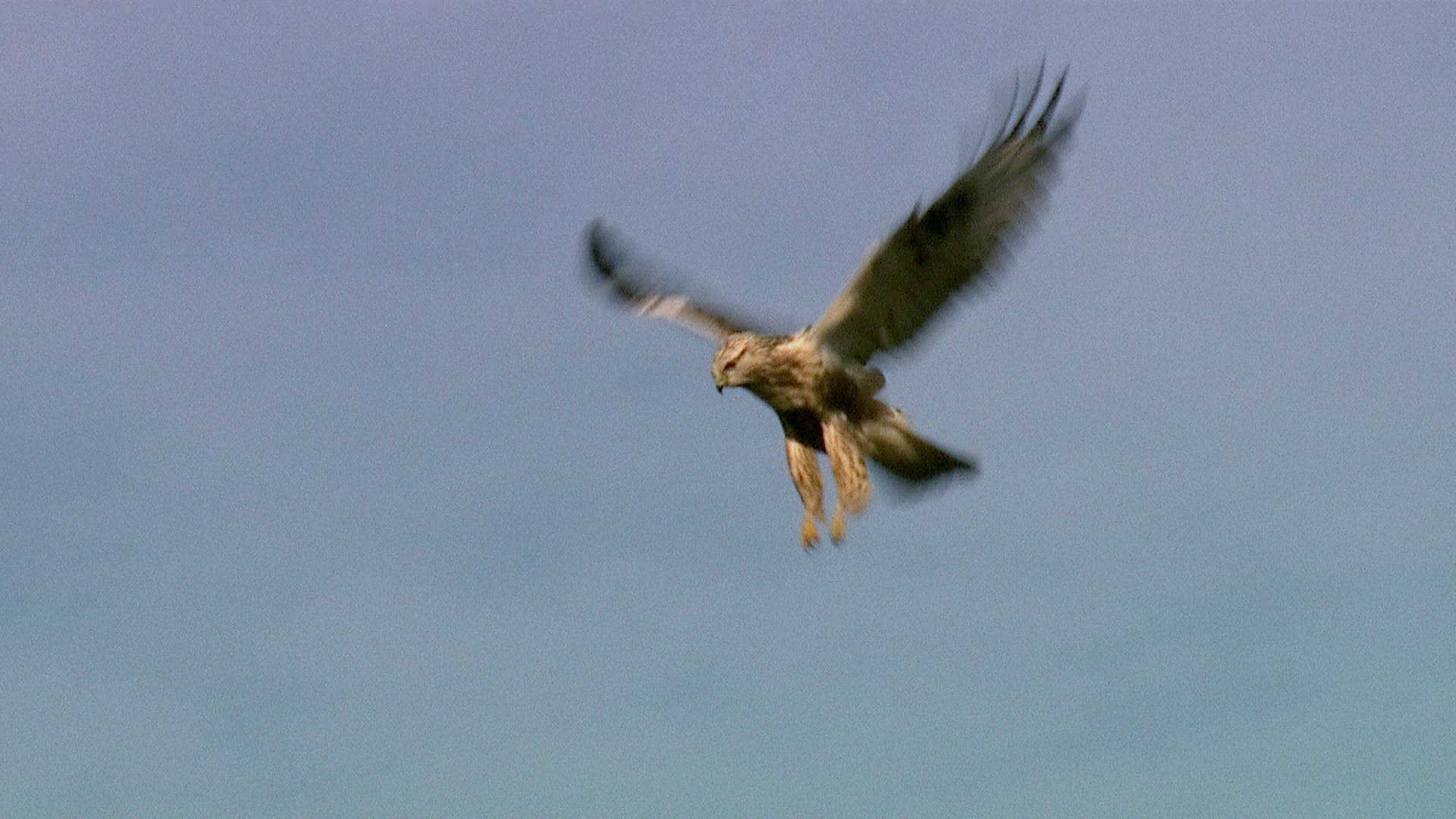 543447740 / Rough-legged Buzzard / Flying / Blue Sky
