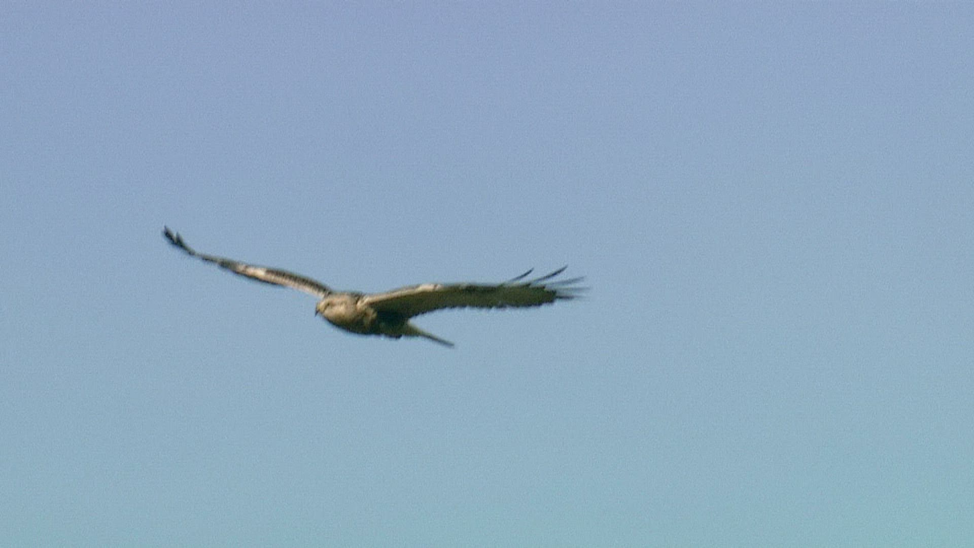 105441473 / Rough-legged Buzzard / Flying / Blue Sky