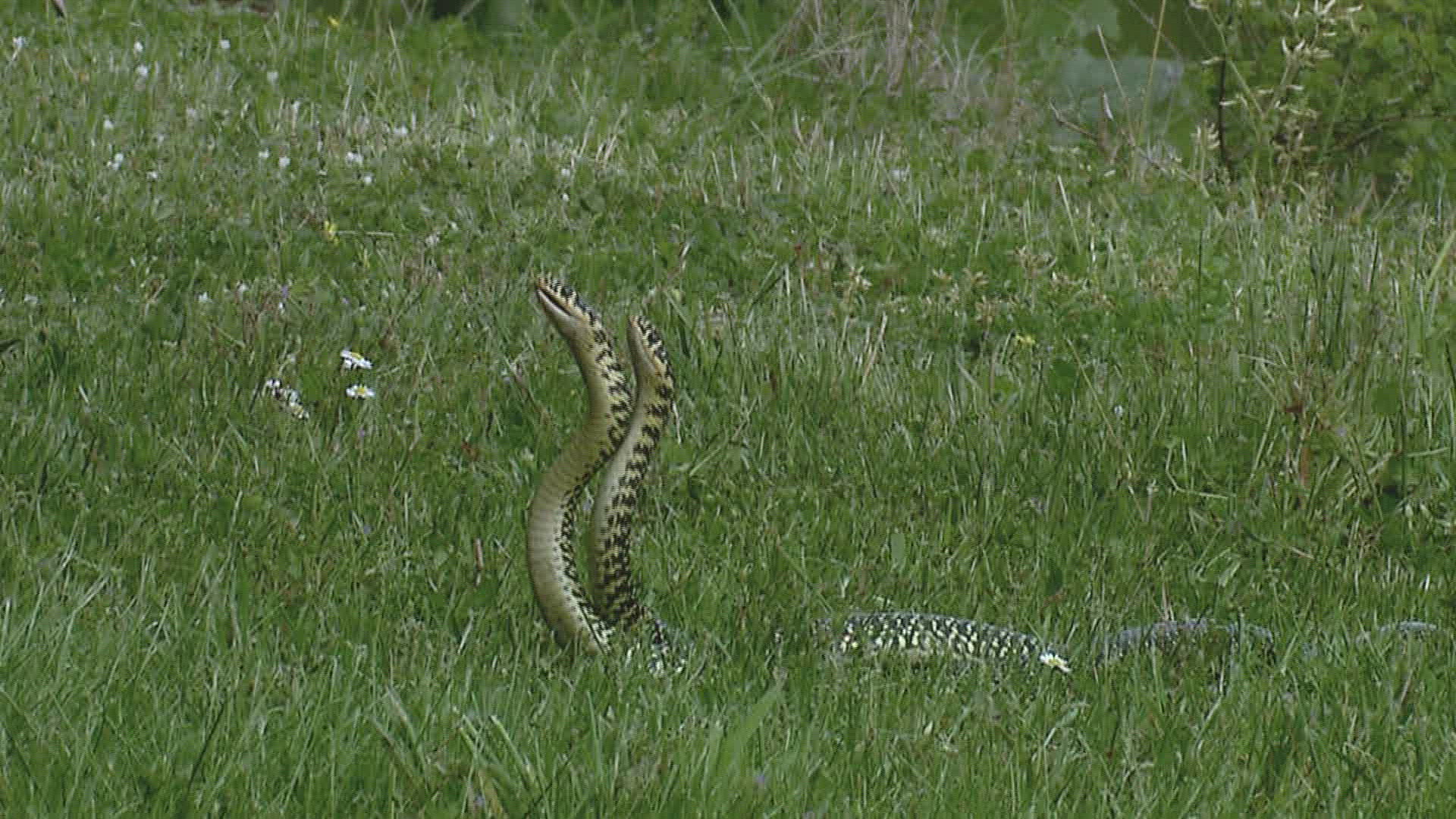428894674 / Green Whip Snake / Snake / France