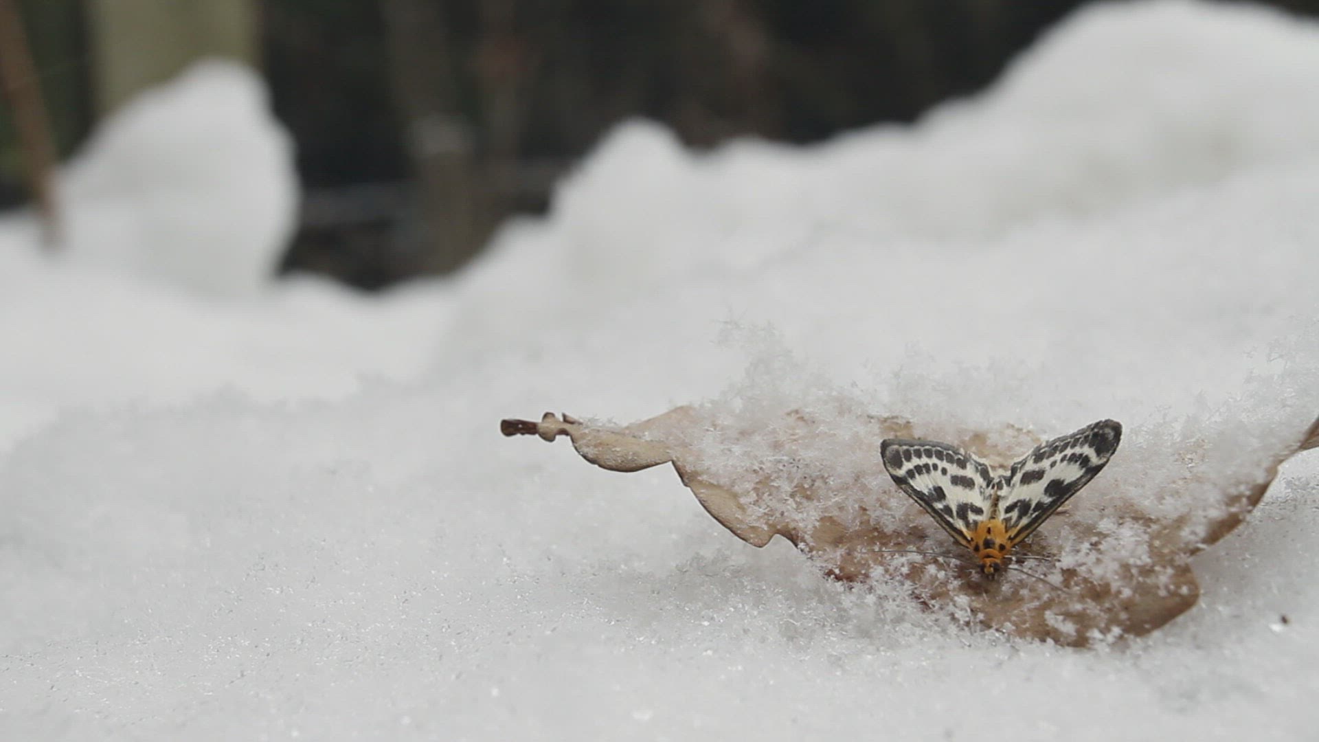 577585854 / Moth / Snow / Winter