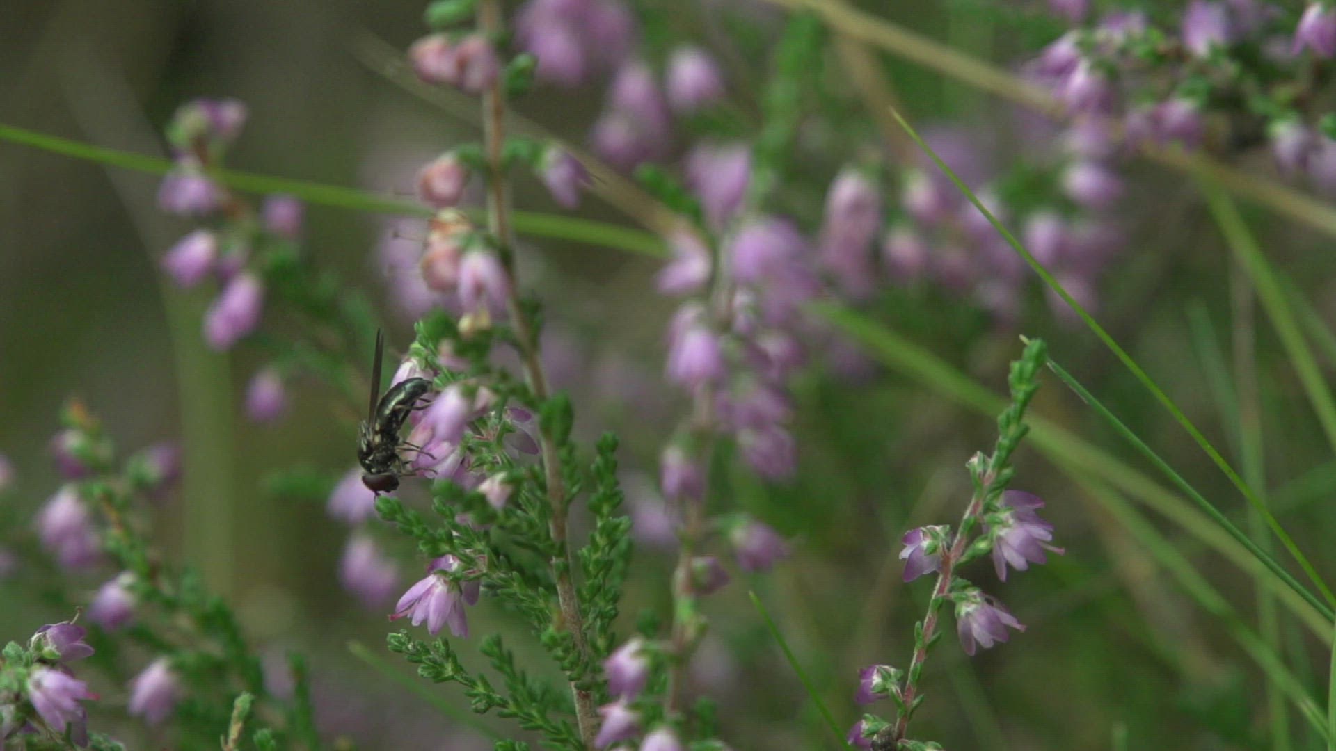606561261 / Fly / Collecting Pollen / Blossom