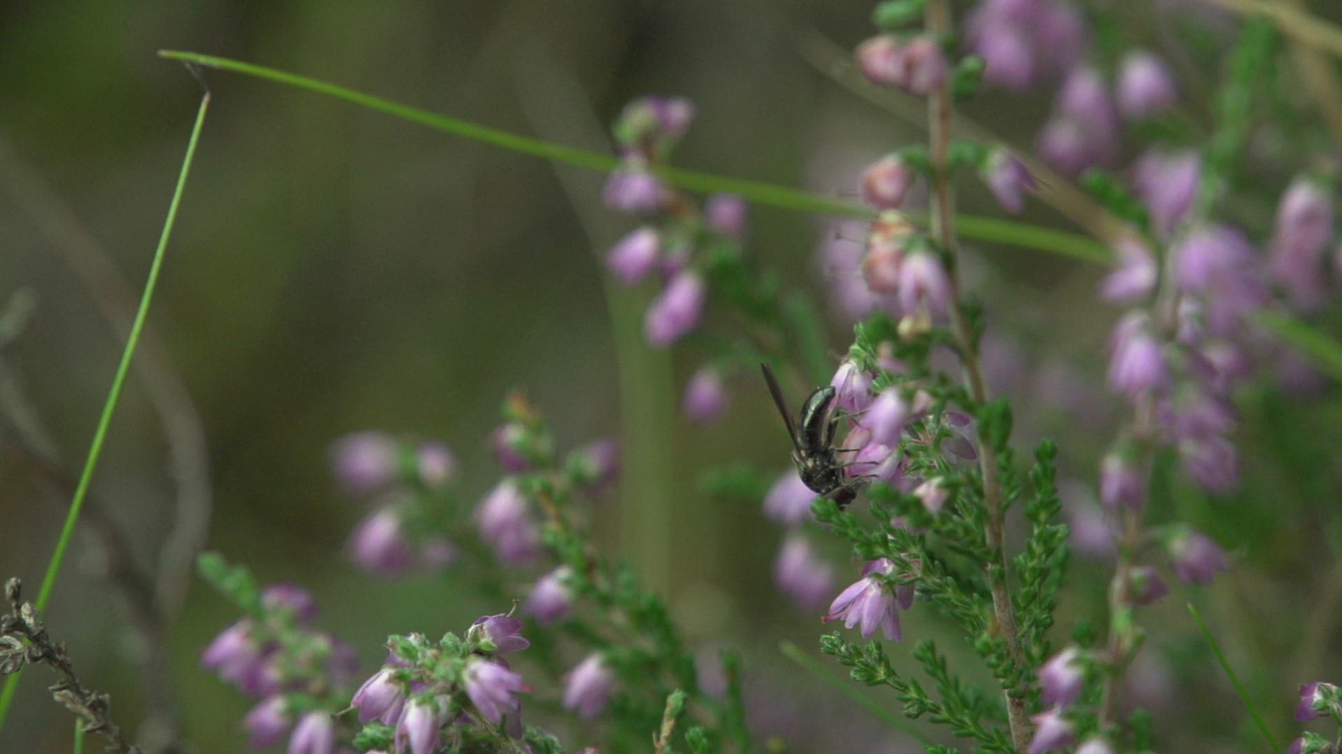 616715839 / Fly / Collecting Pollen / Blossom