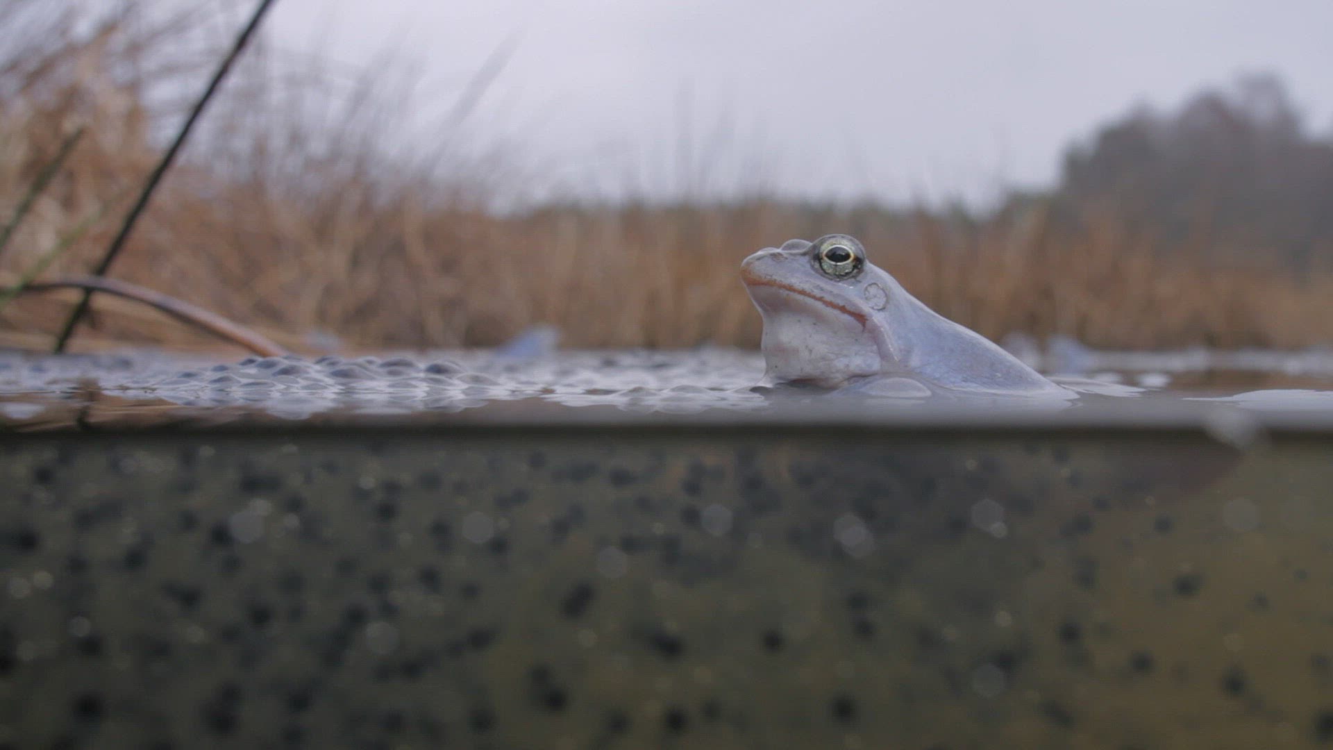 240042954 / Moor Frog / Spawning Ground