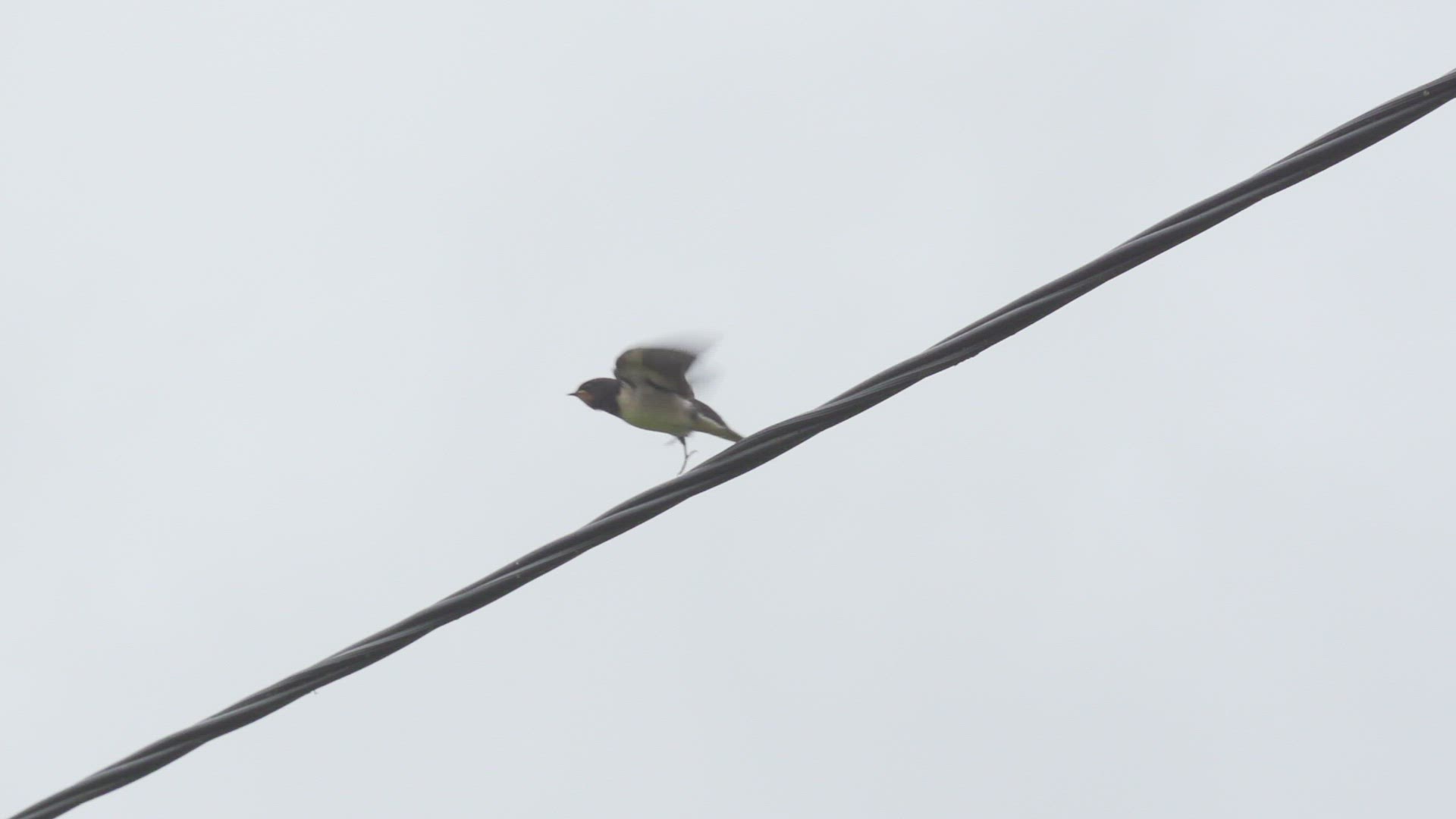 730198608 / Swallow / Singing Bird / Sweden