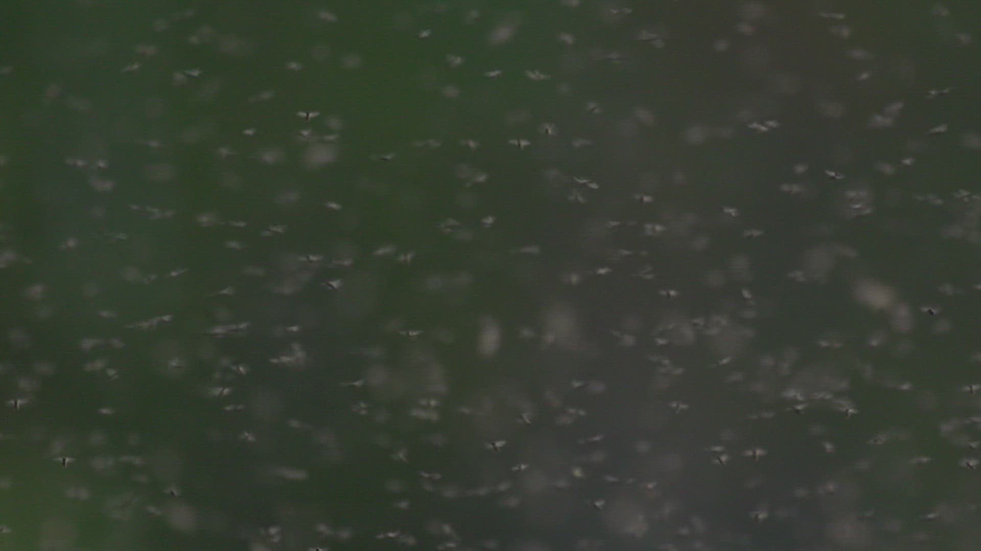 262832848 / Mosquito Swarm / Flying / Midair