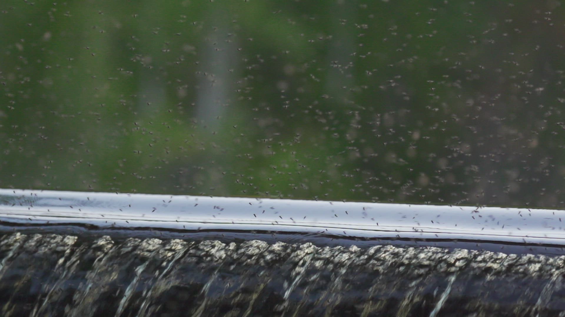 314104890 / Mosquito Swarm / Flying / Midair