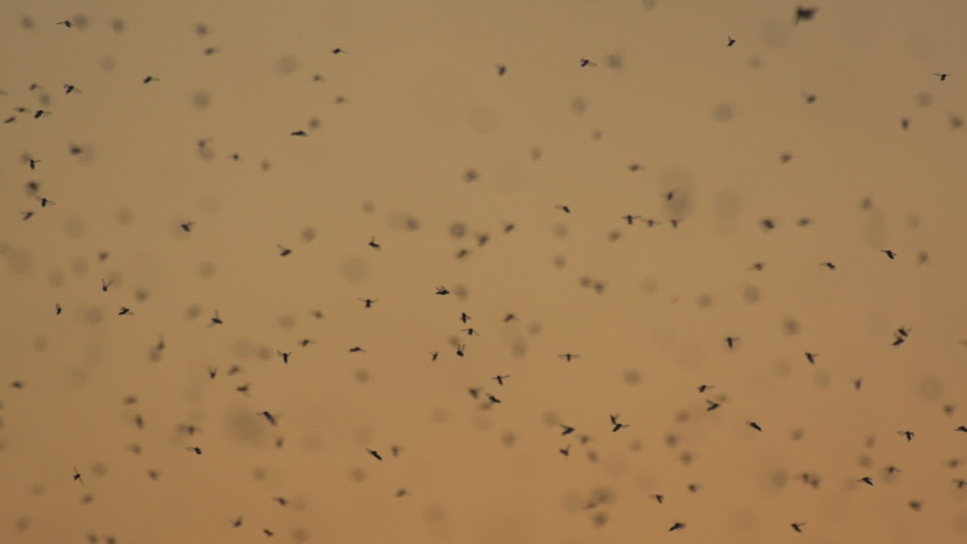 860988936 / Mosquito Swarm / Flying / Midair