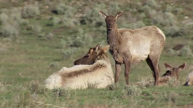 Elk Herd In Grass Tight