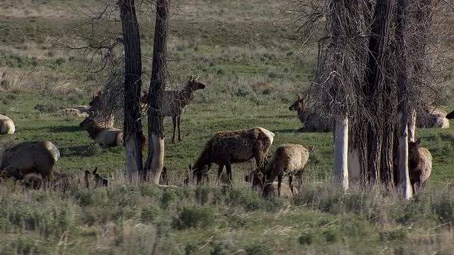 Elk Herd In Grass