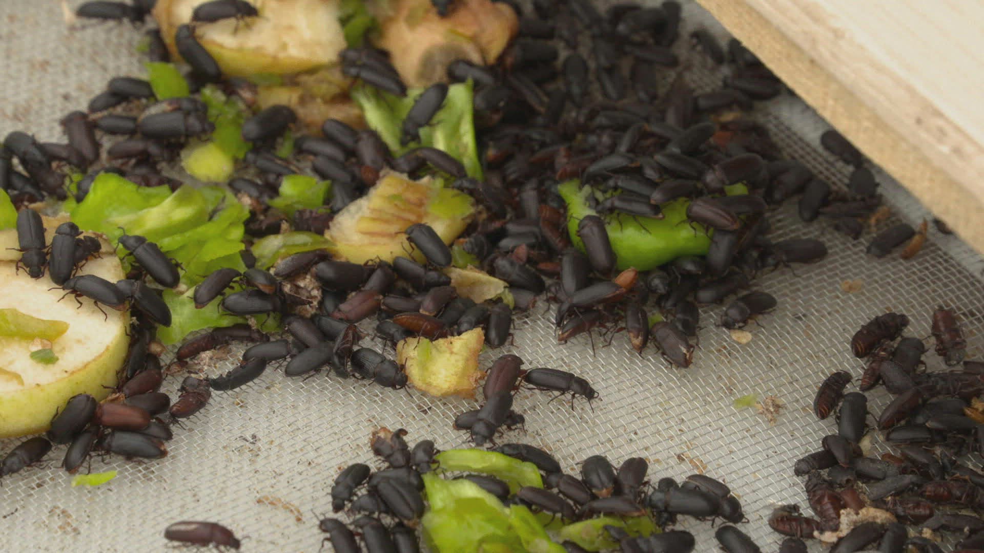 390899336 / Mealworm Beetle / Insect Farm / Spain