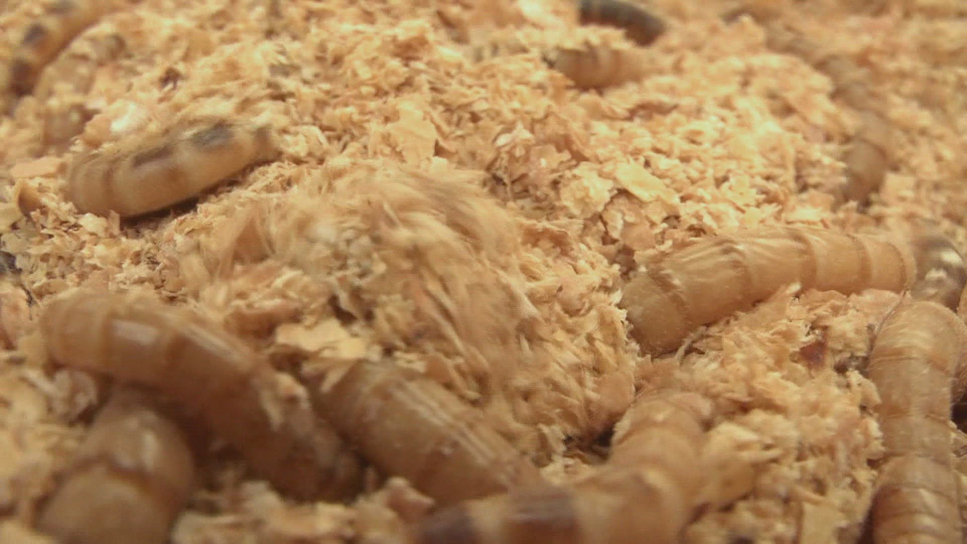 928376223 / Cricket / Larva / Insect Farm / Spain