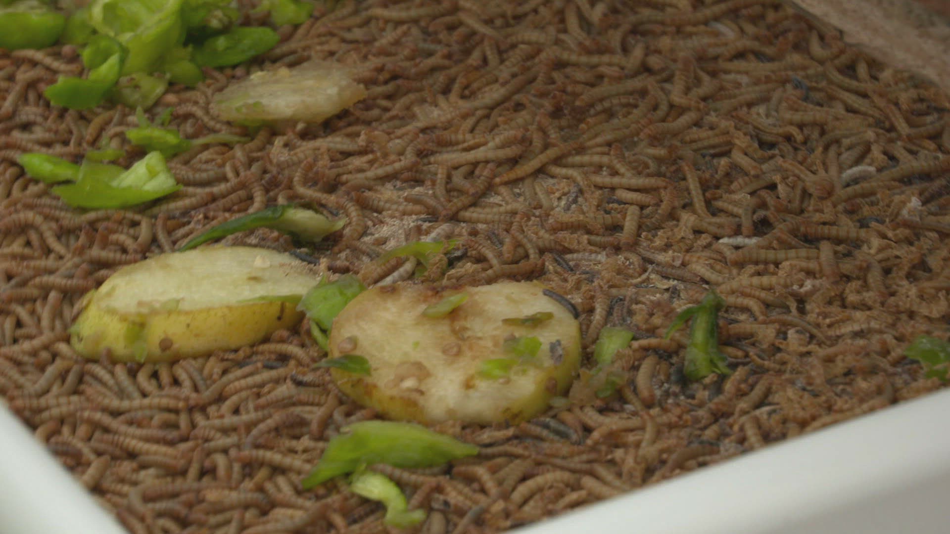 331640698 / Mealworm / Insect Farm / Spain