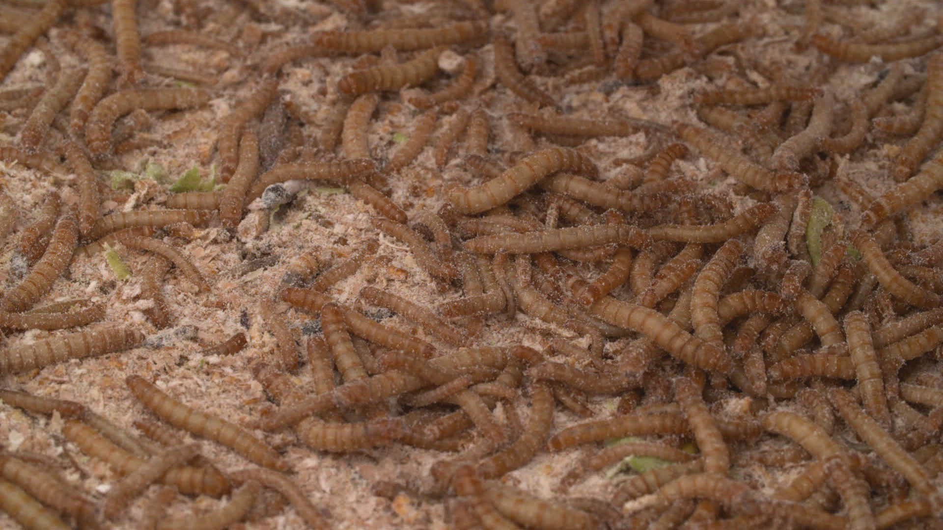 507161456 / Mealworm / Insect Farm / Spain