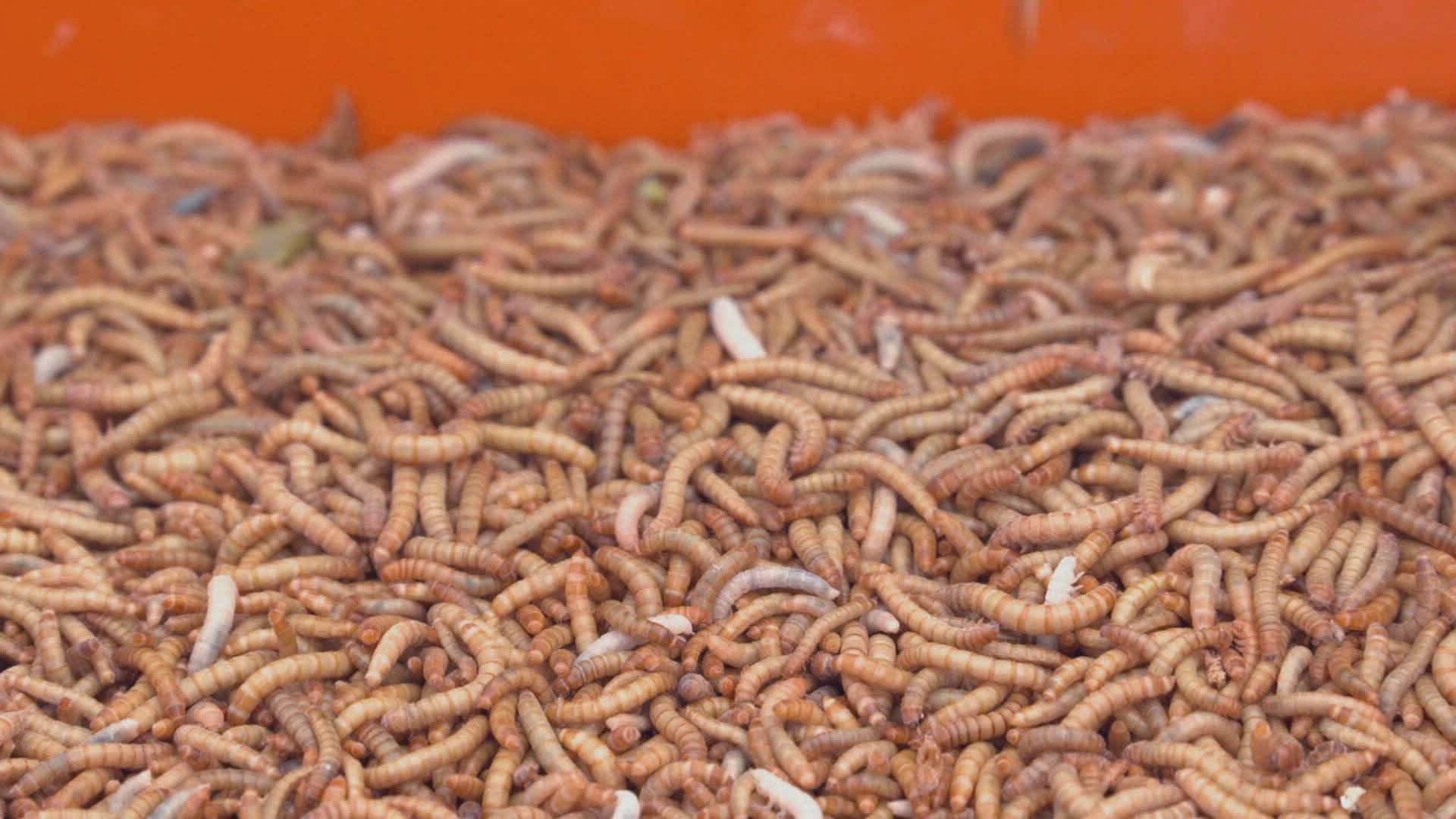 319314204 / Mealworm / Classifier / Spain