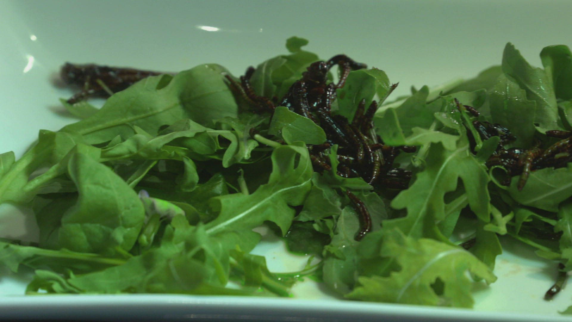 859079240 / Insect / Meal / Restaurant