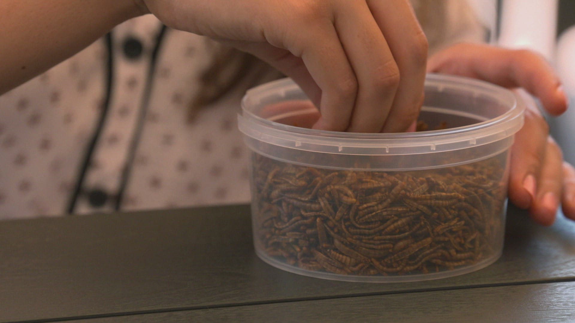 147194960 / Mealworm / Larva / Trying / Eating