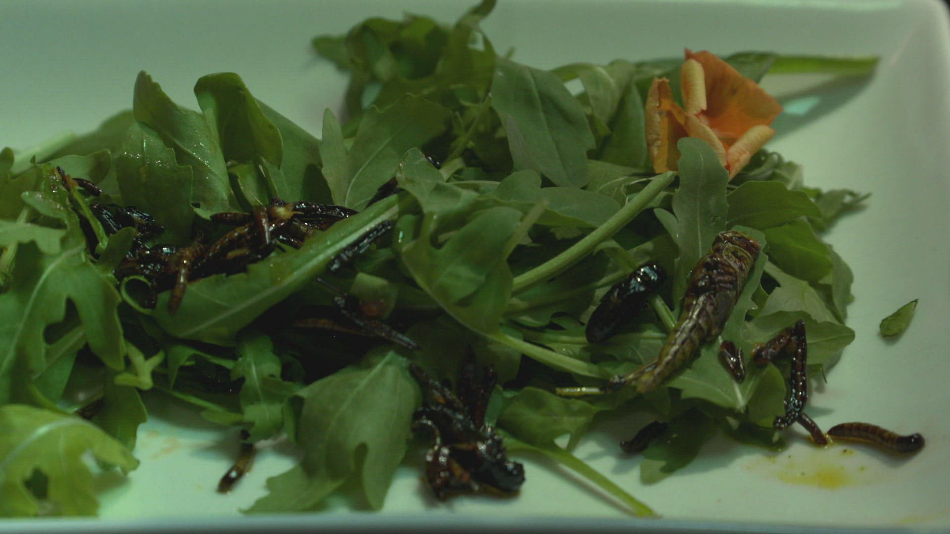 966234618 / Insect / Meal / Restaurant
