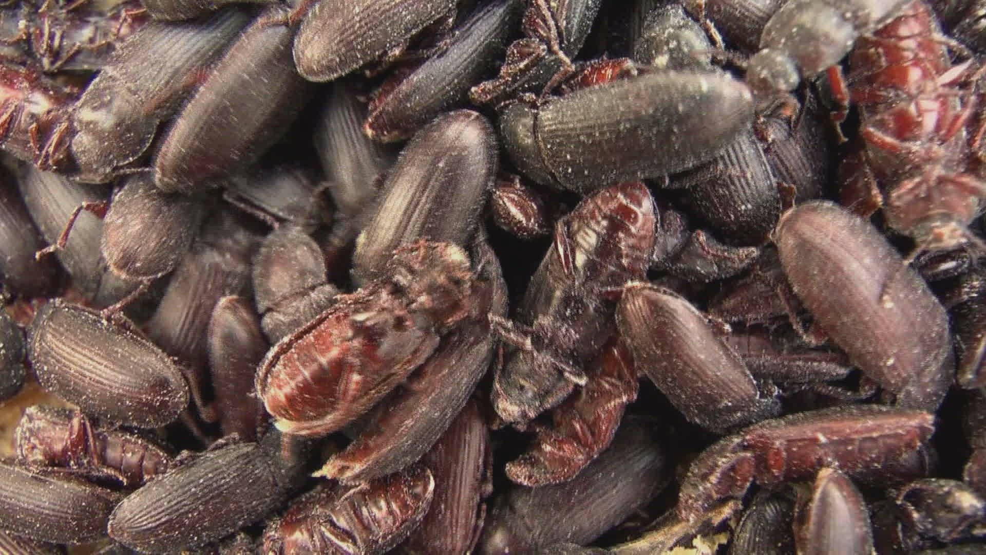 383765037 / Mealworm Beetle / Insect Farm / Spain